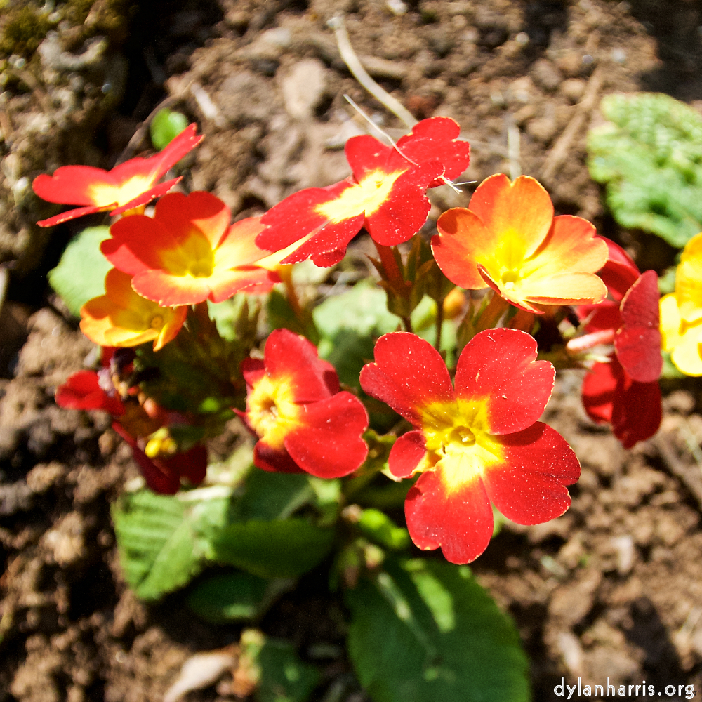 image: This is ‘
escher blummen (lxxxix) 4
’.