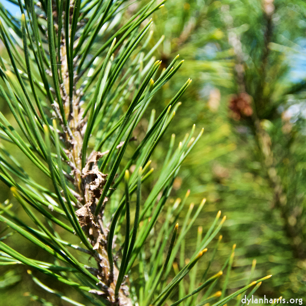 image: This is ‘
escher blummen (lxxxix) 5
’.