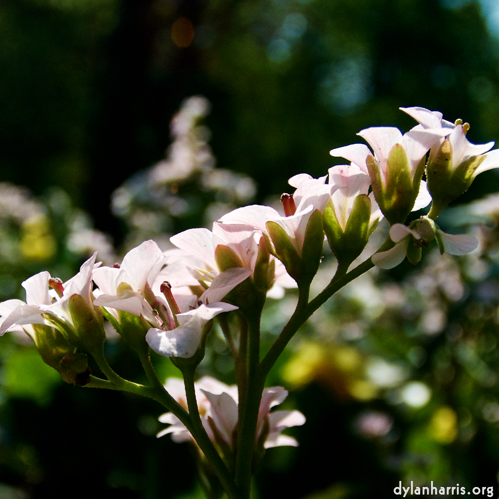 image: This is ‘
escher blummen (lxxxix) 7
’.