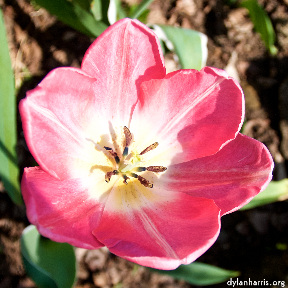 image: This is ‘
escher blummen (lxxxix) 8
’.