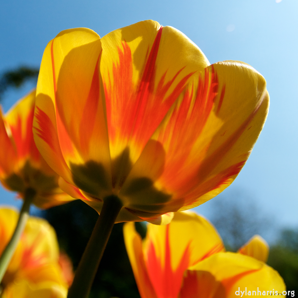 image: This is ‘
escher blummen (lxxxix) 9
’.