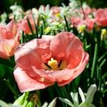 image: Image from the photoset ‘
escher blummen (lxxxix)
’.