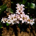 image: Image from the photoset ‘
escher blummen (lxxxix)
’.