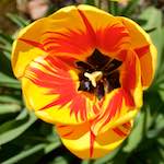 image: Image from the photoset ‘
escher blummen (lxxxix)
’.