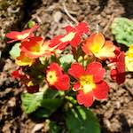 image: Image from the photoset ‘
escher blummen (lxxxix)
’.