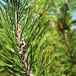 image: Image from the photoset ‘
escher blummen (lxxxix)
’.