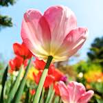 image: a beautiful flower!