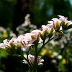 image: Image from the photoset ‘
escher blummen (lxxxix)
’.