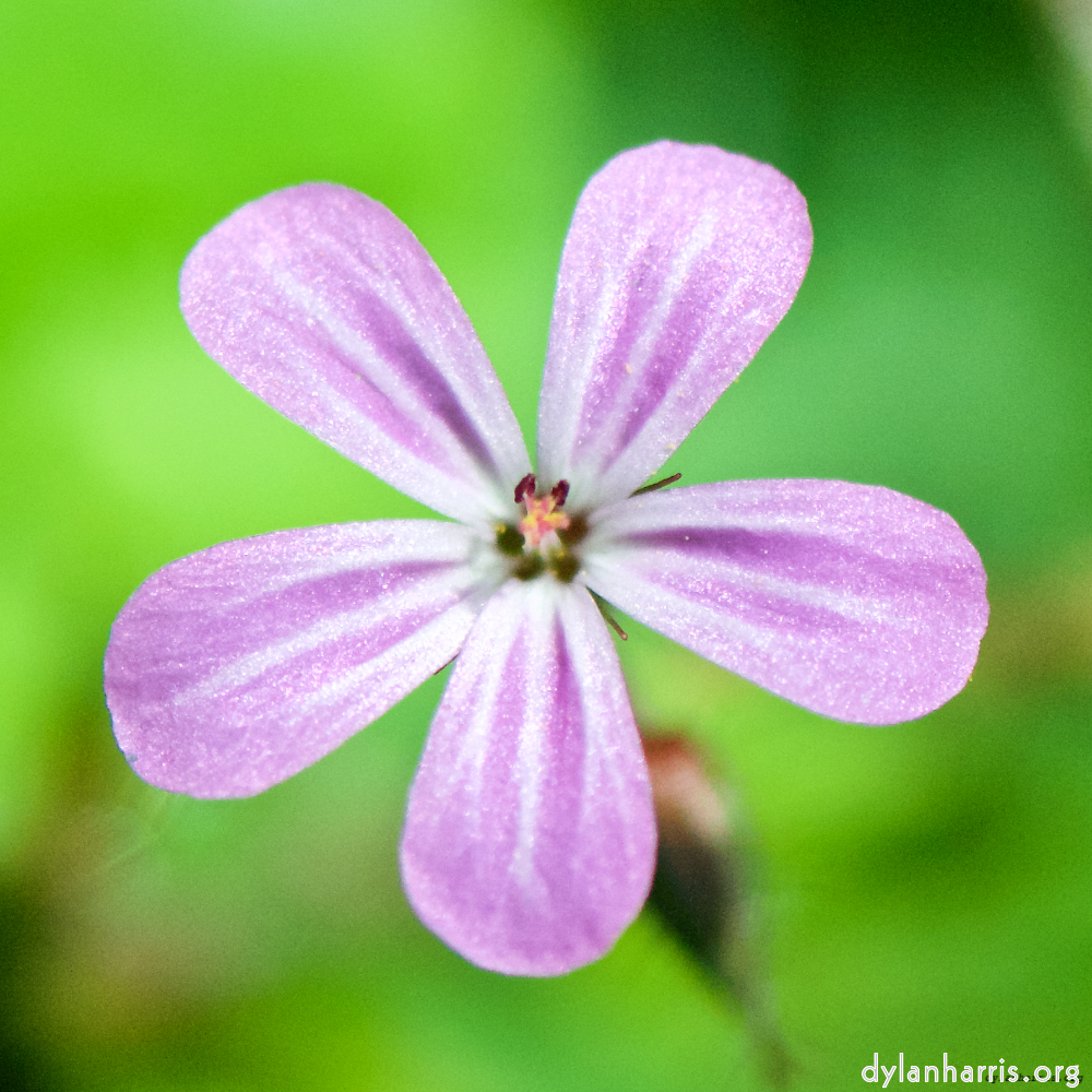 image: This is ‘
flower (xviii) 1
’.