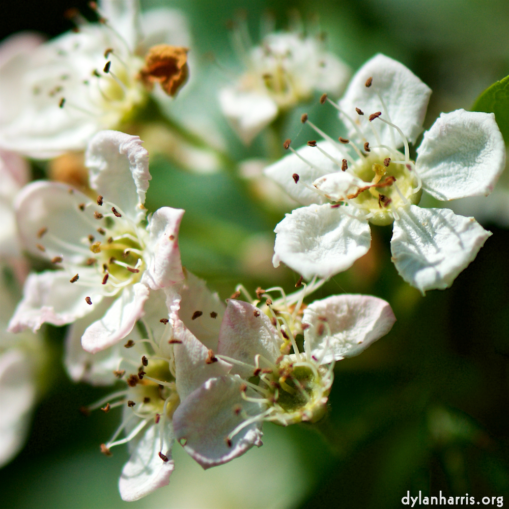 image: This is ‘
flower (xviii) 2
’.