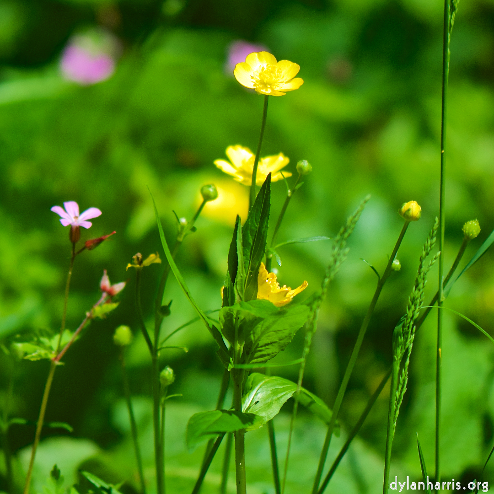 image: This is ‘
flower (xviii) 4
’.