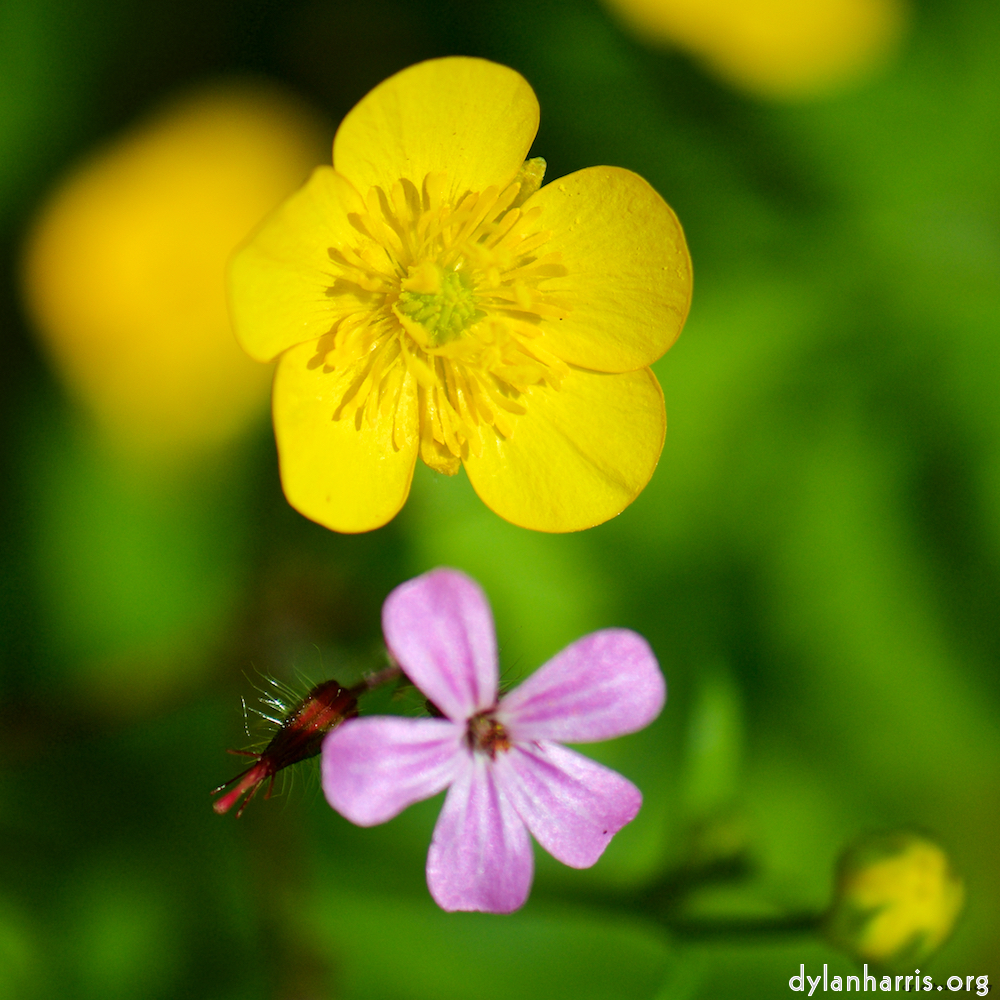 image: This is ‘
flower (xviii) 5
’.