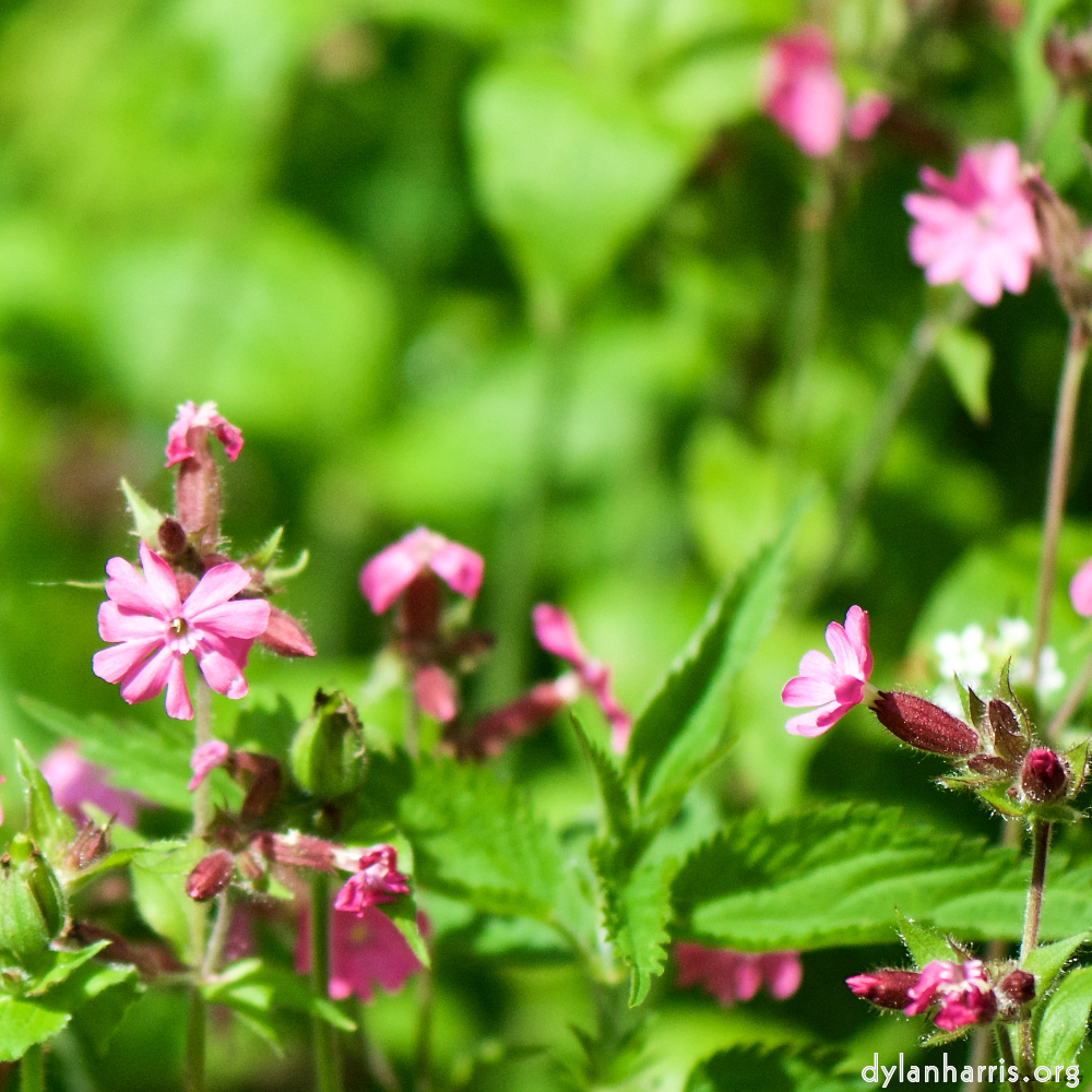 image: This is ‘
flower (xviii) 6
’.