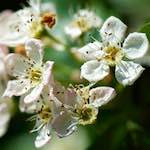 image: Image from the photoset ‘
flower (xviii)
’.