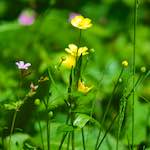 image: Image from the photoset ‘
flower (xviii)
’.