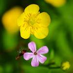 image: Image from the photoset ‘
flower (xviii)
’.