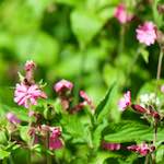 image: Image from the photoset ‘
flower (xviii)
’.