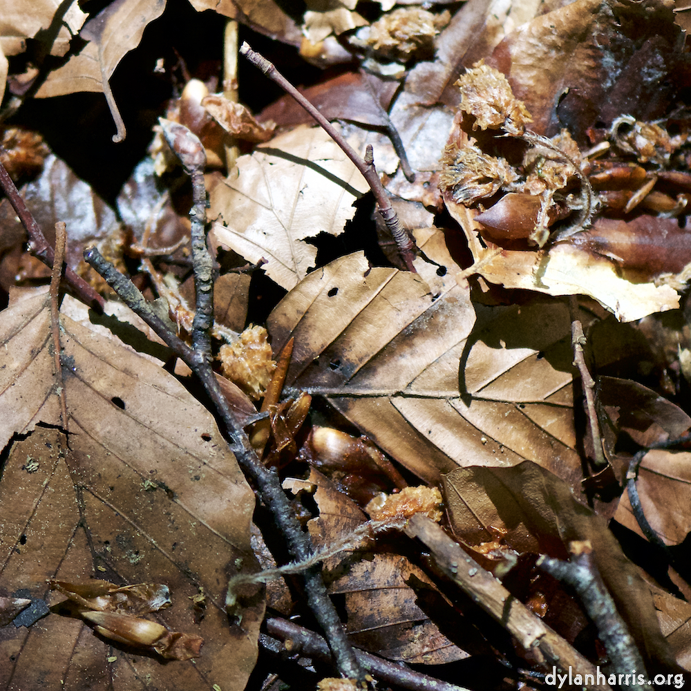 Image: Image 'wood (xxxi) 2'