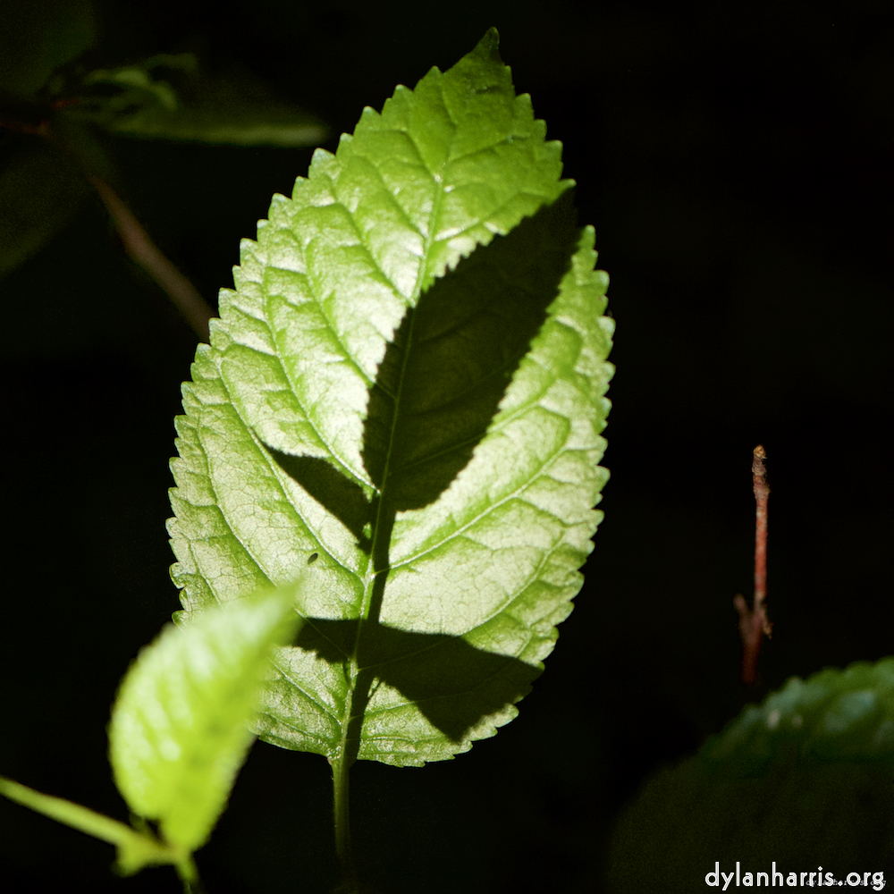 Image: Image 'wood (xxxi) 5'.