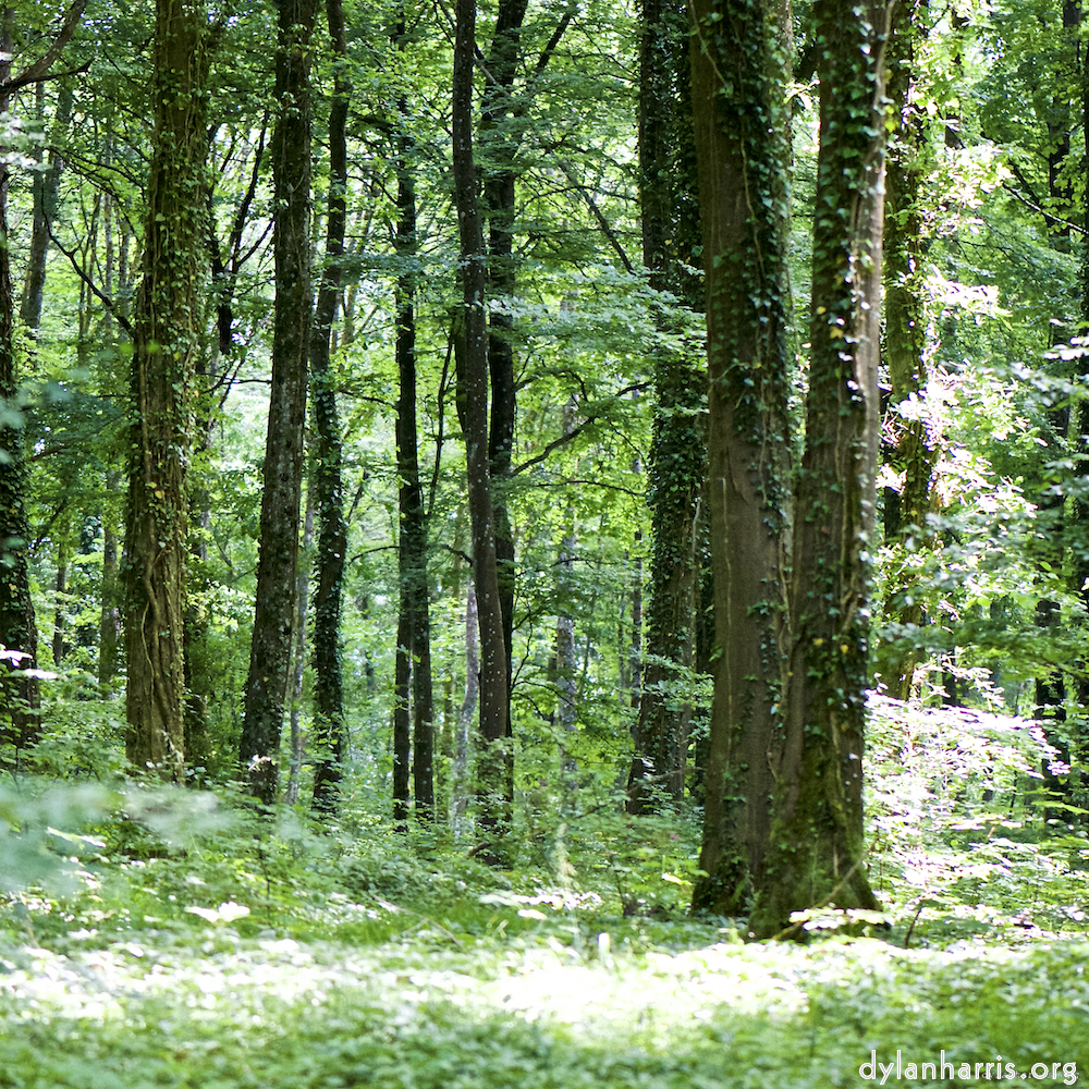 Image: Image 'wood (xxxi) 6'