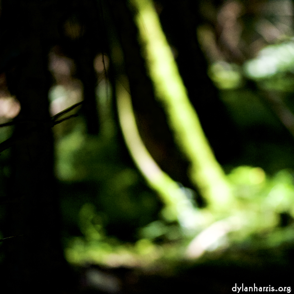 Image: Image 'wood (xxxi) 7'.