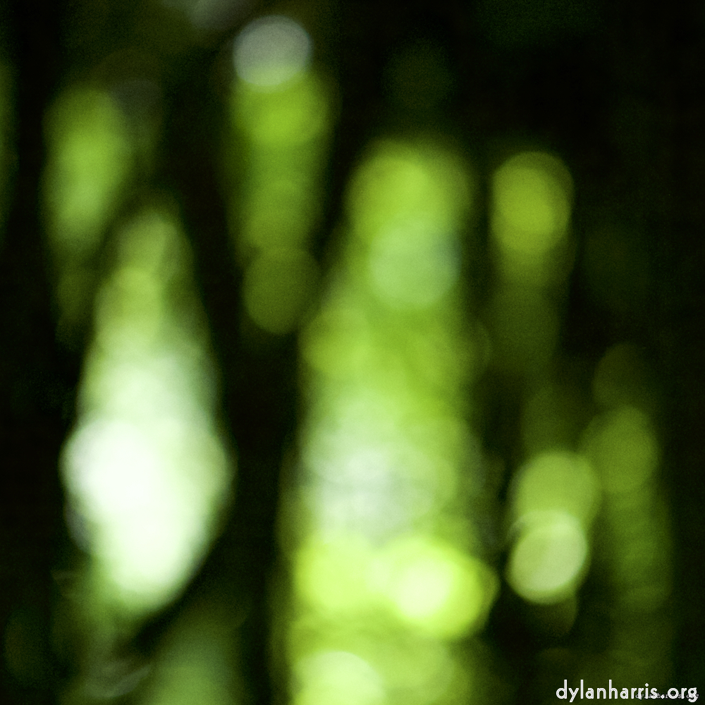 Image: Image 'wood (xxxi) 8'