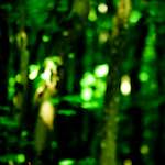 image: Image from the photoset ‘
wood (xxxi)
’.