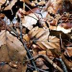 image: Image from the photoset ‘
wood (xxxi)
’.