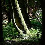 image: Image from the photoset ‘
wood (xxxi)
’.