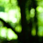 image: Image from the photoset ‘
wood (xxxi)
’.