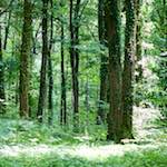 image: Image from the photoset ‘
wood (xxxi)
’.