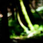 image: Image from the photoset ‘
wood (xxxi)
’.