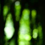 image: Image from the photoset ‘
wood (xxxi)
’.