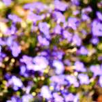 image: Image from the photoset ‘
parc (xxxviii)
’.