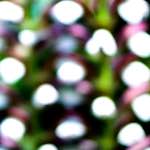 image: Image from the photoset ‘
parc (xxxviii)
’.