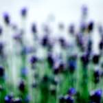 image: Image from the photoset ‘
parc (xxxviii)
’.