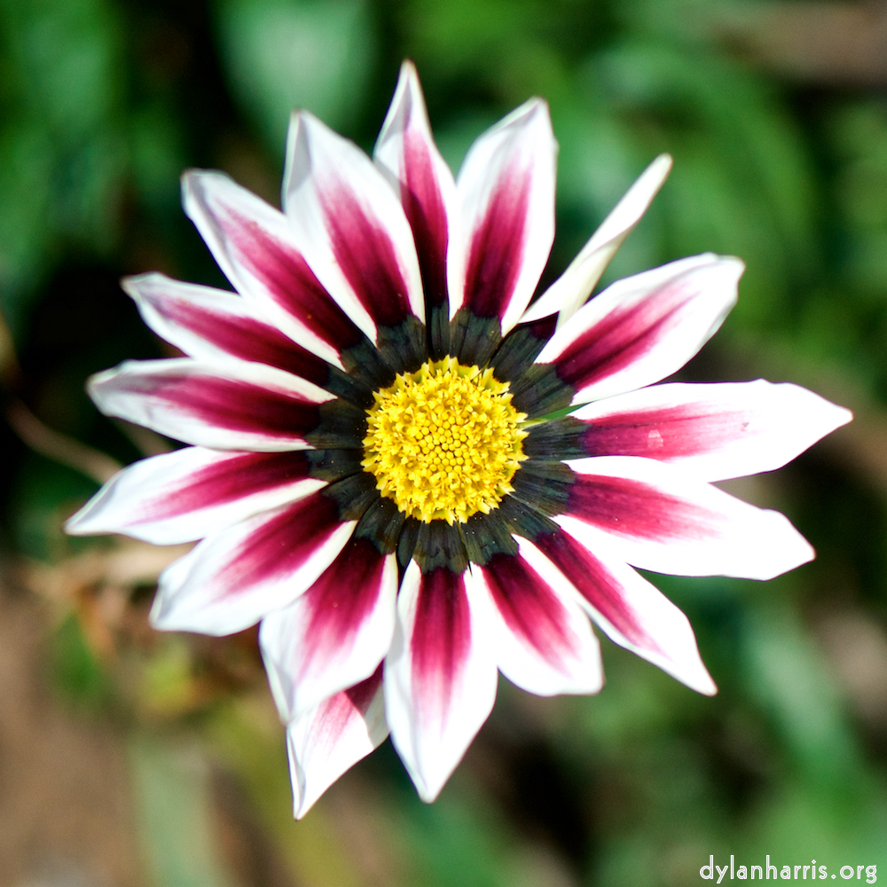 image: This is ‘escher blummen (cxxxiv) 6’.