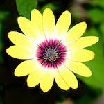 image: Image from the photoset ‘escher blummen (cxxxv)’.