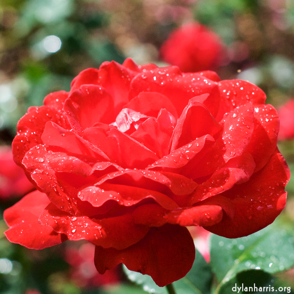 Image: Image 'escher blummen (xxiii) 1'.