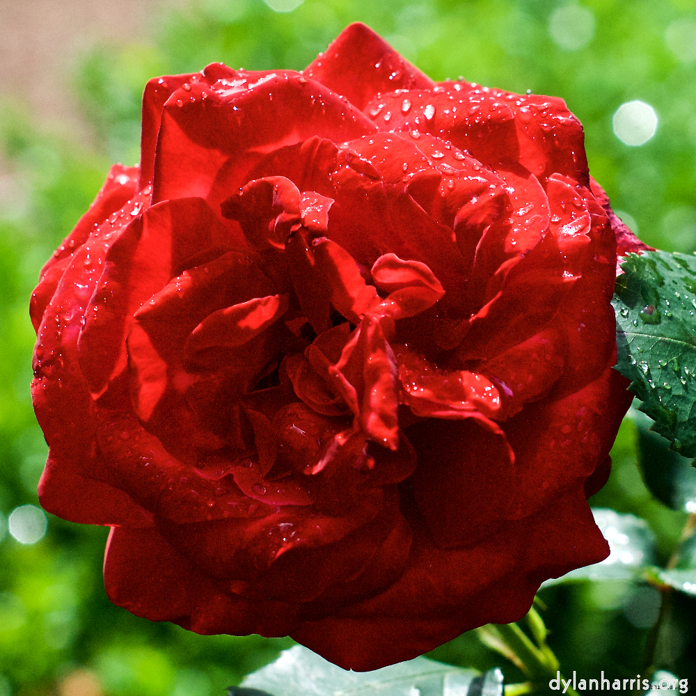 flower tannoy blog — more deux ex