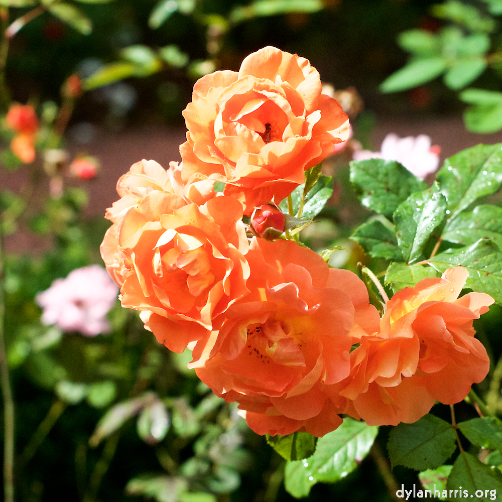 Image: Image 'escher blummen (xxiii) 7'.