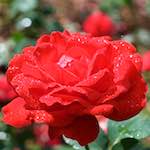 Image: First image from the photoset 'escher blummen (xxiii)'.