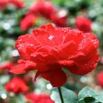 Image: Fourth image from the photoset 'escher blummen (xxiii)'.