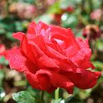 Image: Fifth image from the photoset 'escher blummen (xxiii)'.