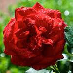 Image: Sixth image from the photoset 'escher blummen (xxiii)'.