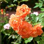 Image: Seventh image from the photoset 'escher blummen (xxiii)'.