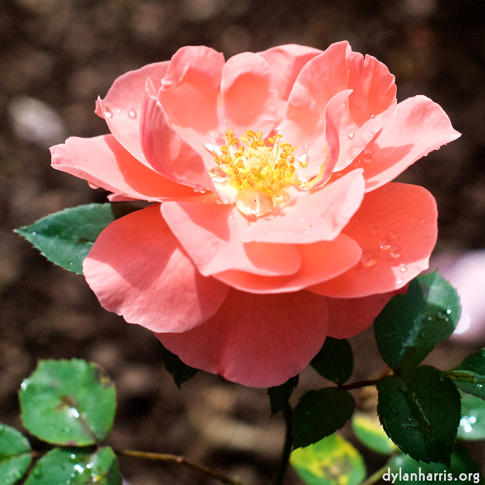 Image: Image 'escher blummen (xxiv) 3'.