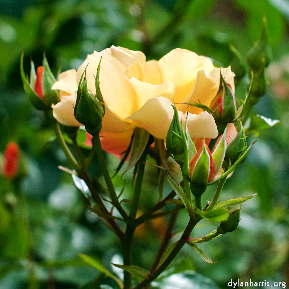 Image: Image 'escher blummen (xxiv) 4'.