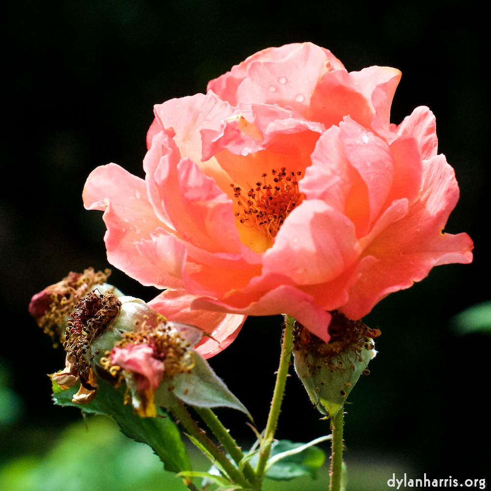 Image: Image 'escher blummen (xxiv) 5'.