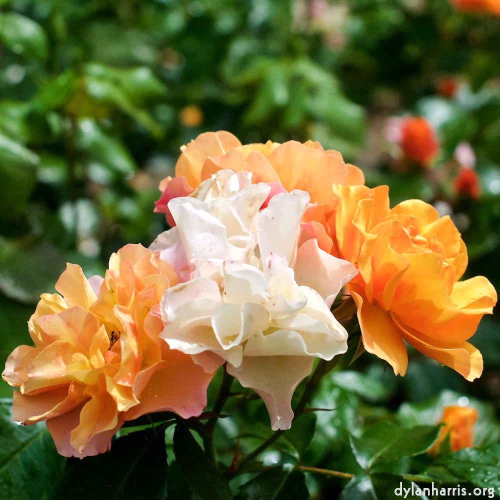 Image: Image 'escher blummen (xxiv) 6'.